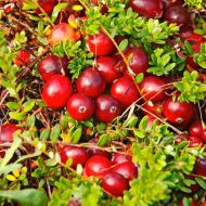 Саджанець Журавлина Стівенс в контейнері